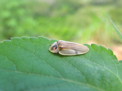 Aspisoma aegrotum