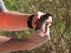 Coturnicops noveboracensis
