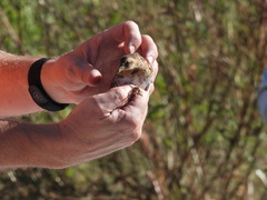 Coturnicops noveboracensis