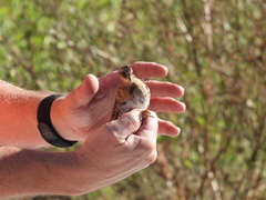 Coturnicops noveboracensis