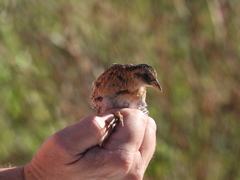 Coturnicops noveboracensis