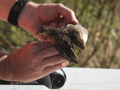 Coturnicops noveboracensis