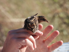 Coturnicops noveboracensis