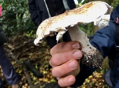 Agaricus langei