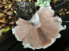 Agaricus langei