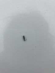 Cryptamorpha brevicornis