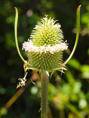 Dipsacus sativus