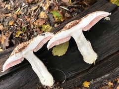 Agaricus langei