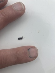 Cryptamorpha brevicornis