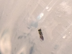 Closterocerus chamaeleon