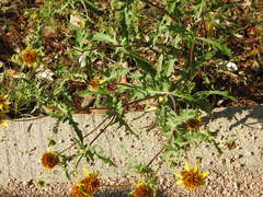 Tetragonotheca texana