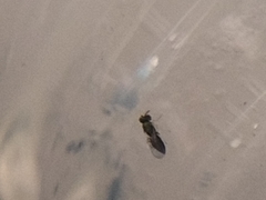 Closterocerus chamaeleon