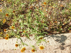 Tetragonotheca texana