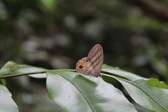 Chloreuptychia herseis