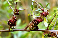 Dicranoses congregatella