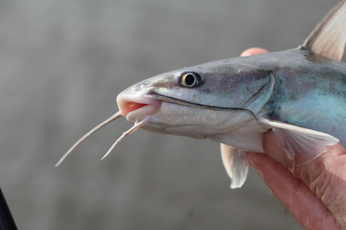 Hardhead Catfish