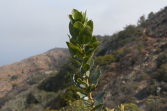 Arctostaphylos viridissima