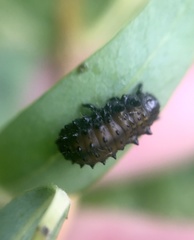 Plagiodera erythroptera