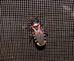 Brontostoma colossus