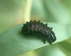 Plagiodera erythroptera