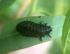 Plagiodera erythroptera