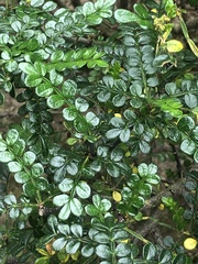 Zanthoxylum beecheyanum