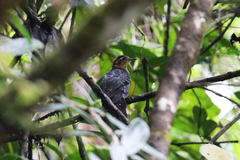 Dromococcyx pavoninus