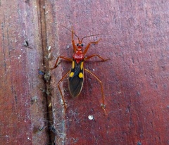 Zelurus transnominalis