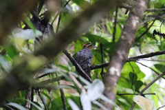 Dromococcyx pavoninus