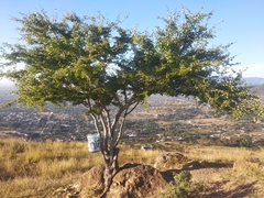 Pithecellobium dulce