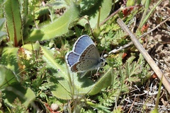 Plebejus melissa paradoxa