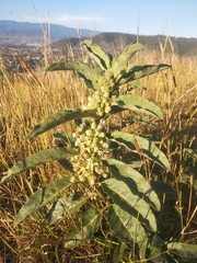 Asclepias oenotheroides