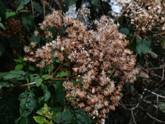 Ageratina ligustrina