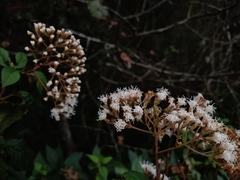 Ageratina ligustrina