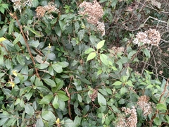 Ageratina ligustrina