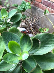 Stenaspis verticalis