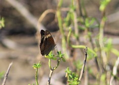 Junonia nigrosuffusa
