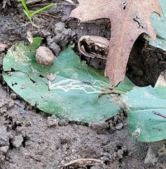 Phytomyza plantaginis