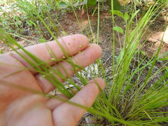 Dichanthelium linearifolium