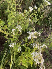 Ageratina jucunda