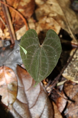 Dioscorea dodecaneura