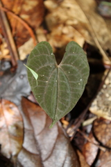 Dioscorea dodecaneura