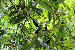 Theobroma subincanum