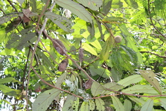 Theobroma subincanum