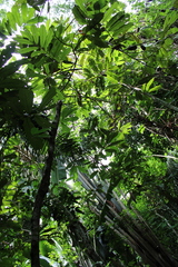 Theobroma subincanum