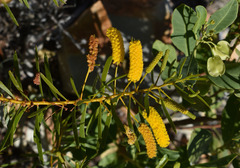 Acacia citriodora