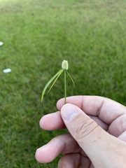 Cyperus sesquiflorus sesquiflorus