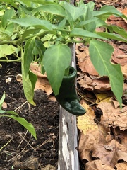 Capsicum annuum annuum