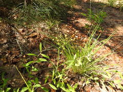 Dichanthelium linearifolium