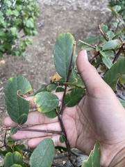 Ceratonia siliqua